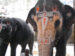 TUoWM-Elefants-2009-1